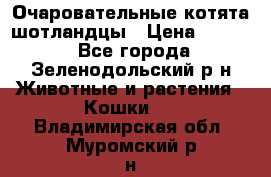 Очаровательные котята шотландцы › Цена ­ 2 000 - Все города, Зеленодольский р-н Животные и растения » Кошки   . Владимирская обл.,Муромский р-н